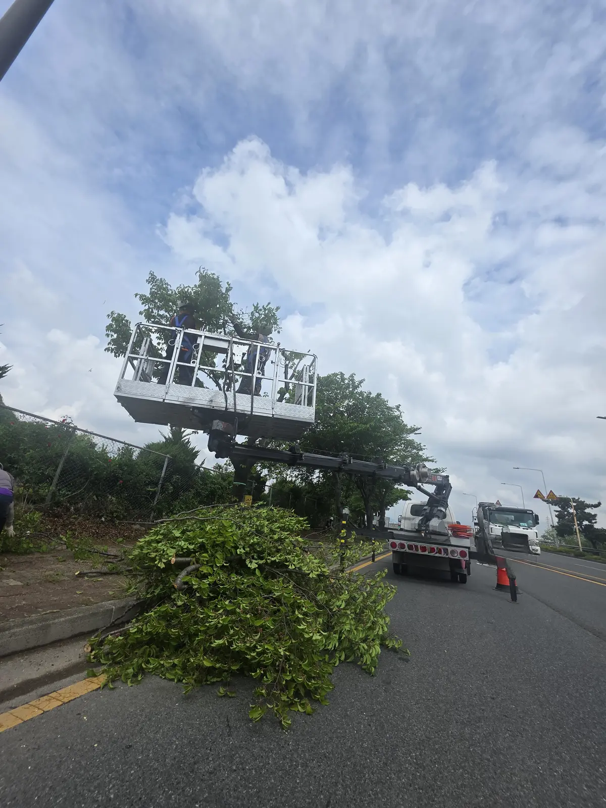 가로수 가지치기