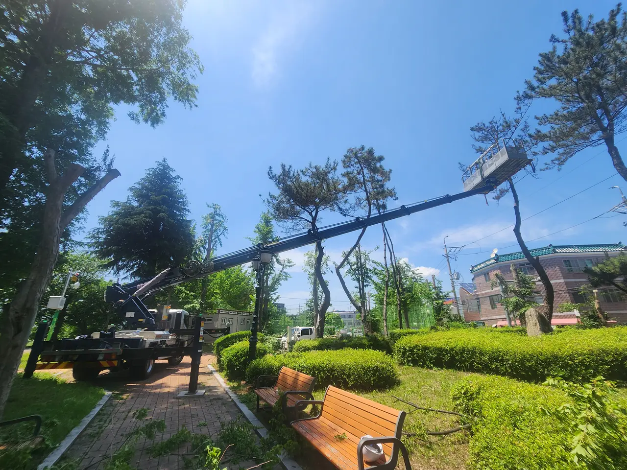 공원 소나무 정리